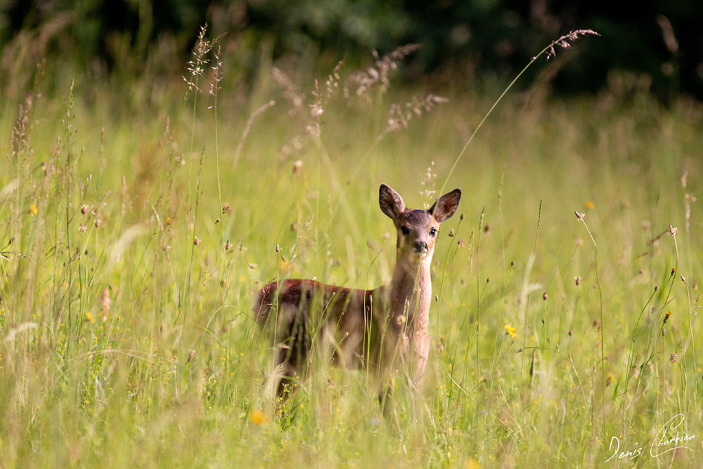 Faon de chevreuil dans une prairie